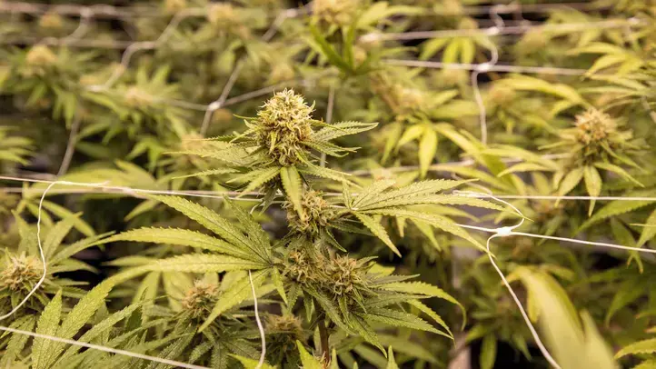 Na rizika „technického konopí“ upozorňuje náš kolega Radek Jurnikl