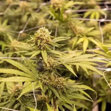 Na rizika „technického konopí“ upozorňuje náš kolega Radek Jurnikl