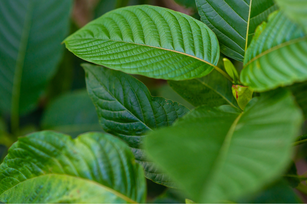 Strach jako metoda:  děti, kratom a přesun politiky závislostí