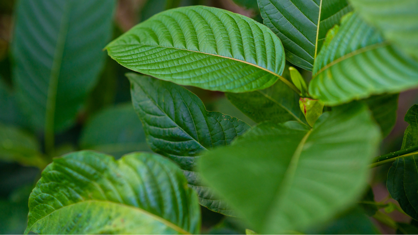 Strach jako metoda:  děti, kratom a přesun politiky závislostí